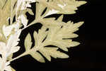 Common wormwood 